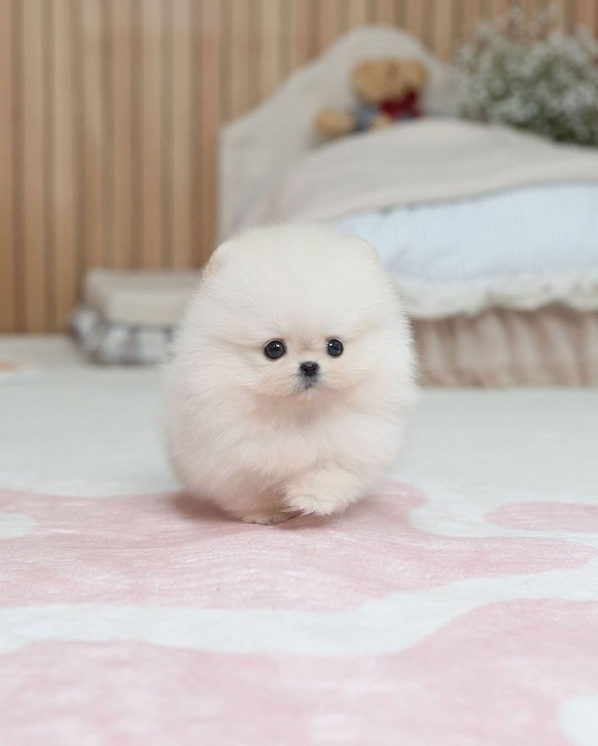 Pomeranian Puppy