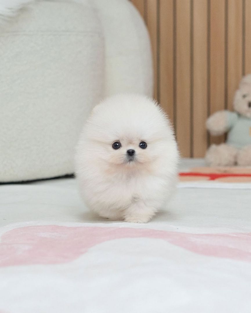 Pomeranian Puppy
