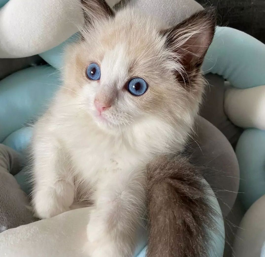 Ragdoll kitten