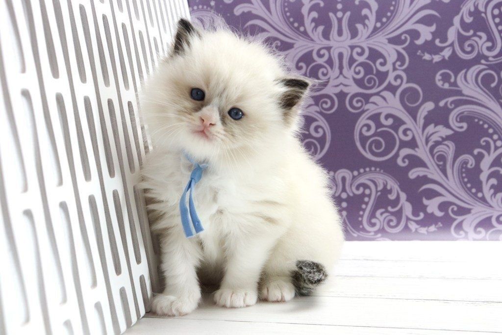 Ragdoll kitten