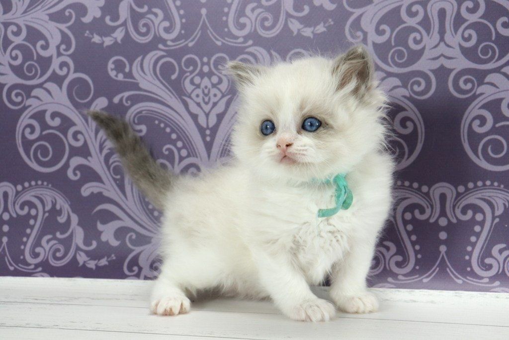 Ragdoll kitten
