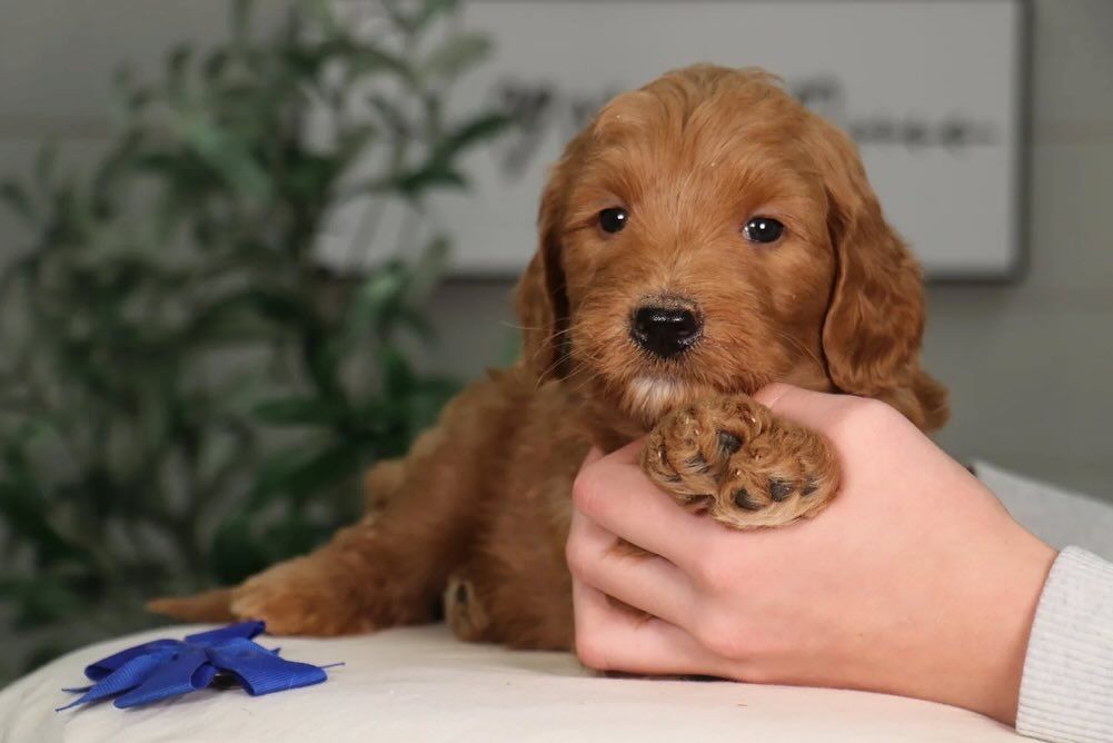 Golden Doodle