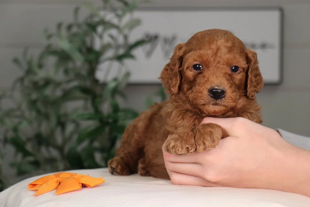 Golden Doodle