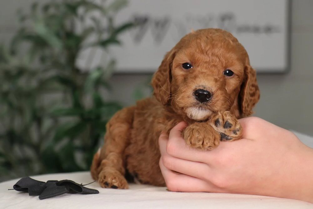 Golden Doodle
