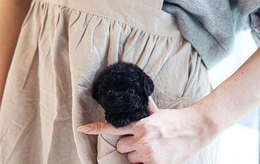 Poodle puppy
