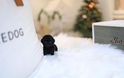 Poodle puppy