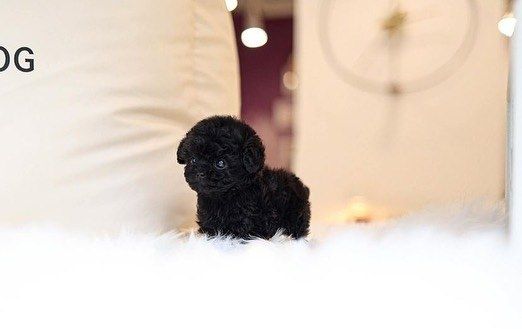 Poodle puppy