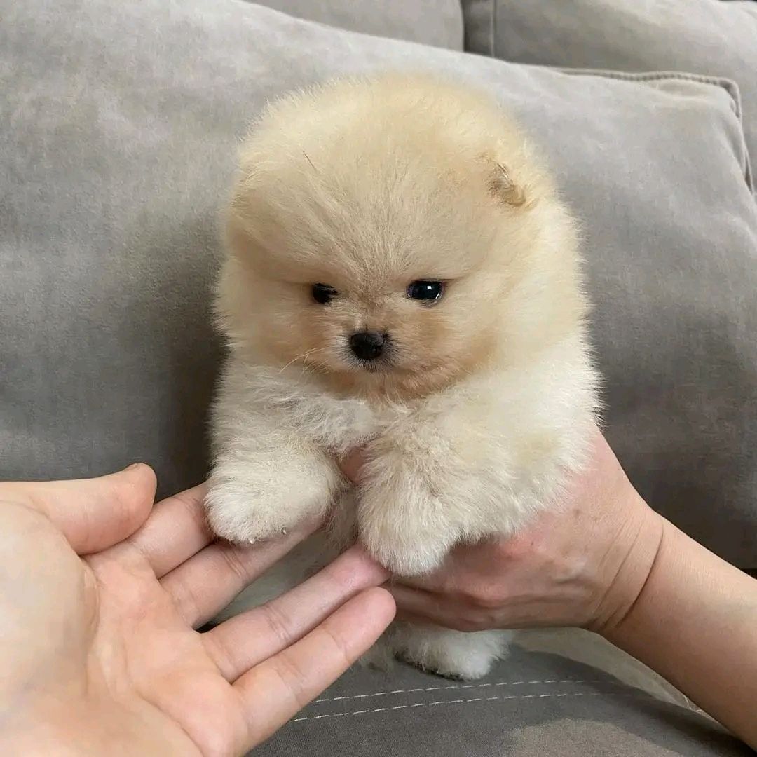 Pomeranian Puppy