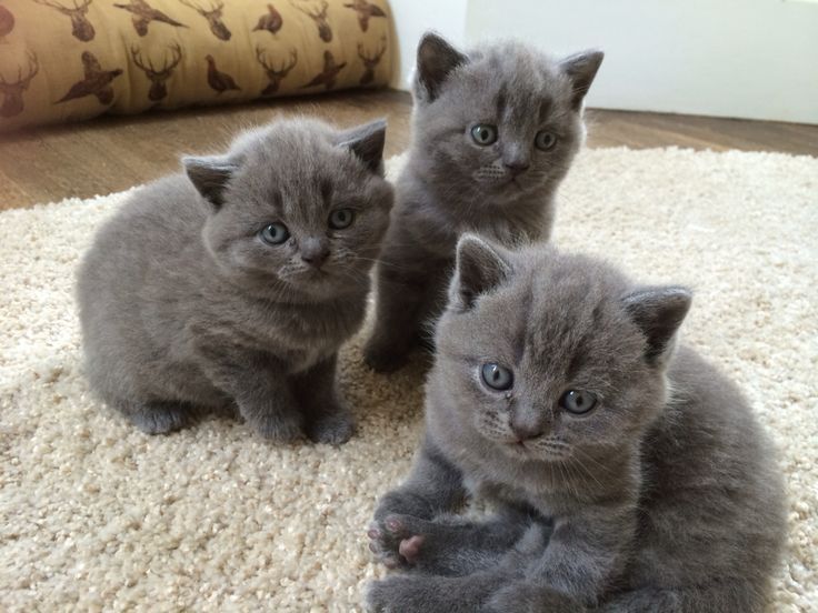 British Shorthair