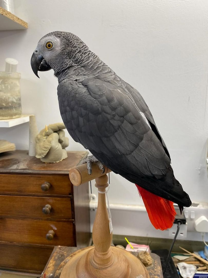 Afican Grey Parrot