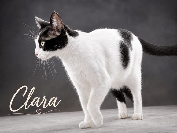 Clara - neugierige Schmusekatze