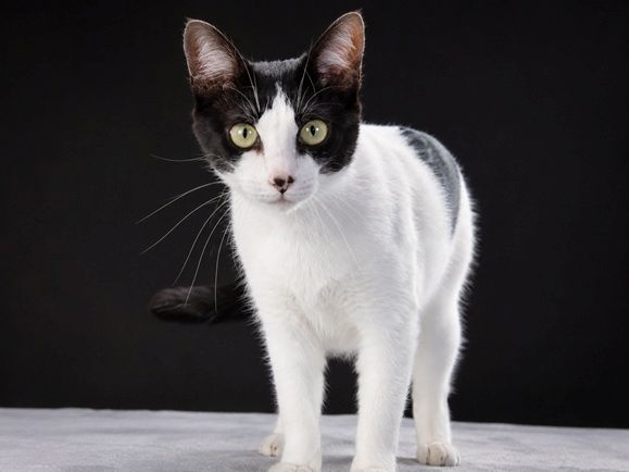 Clara - neugierige Schmusekatze
