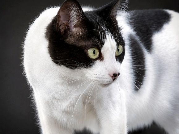 Clara - neugierige Schmusekatze