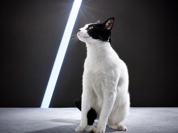 Clara - neugierige Schmusekatze