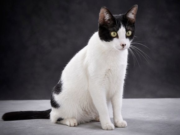 Clara - neugierige Schmusekatze