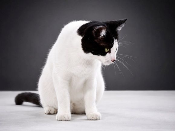 Clara - neugierige Schmusekatze