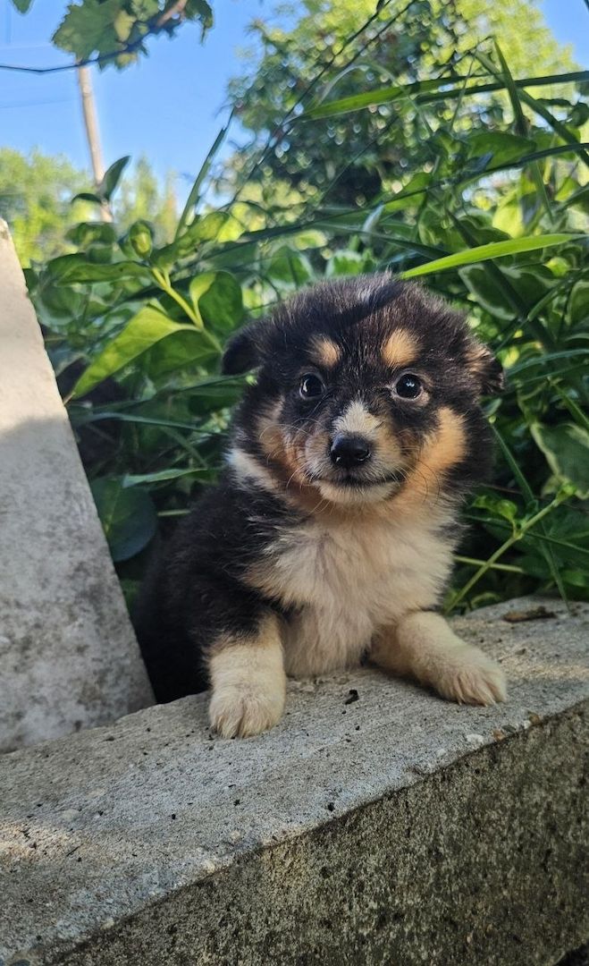 Sheltie-Mädchen