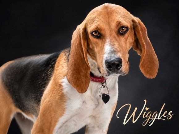 Wriggles - sucht ihr Glück