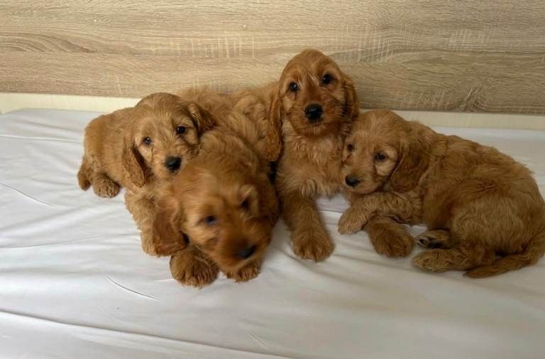 Cavapoo-Welpen