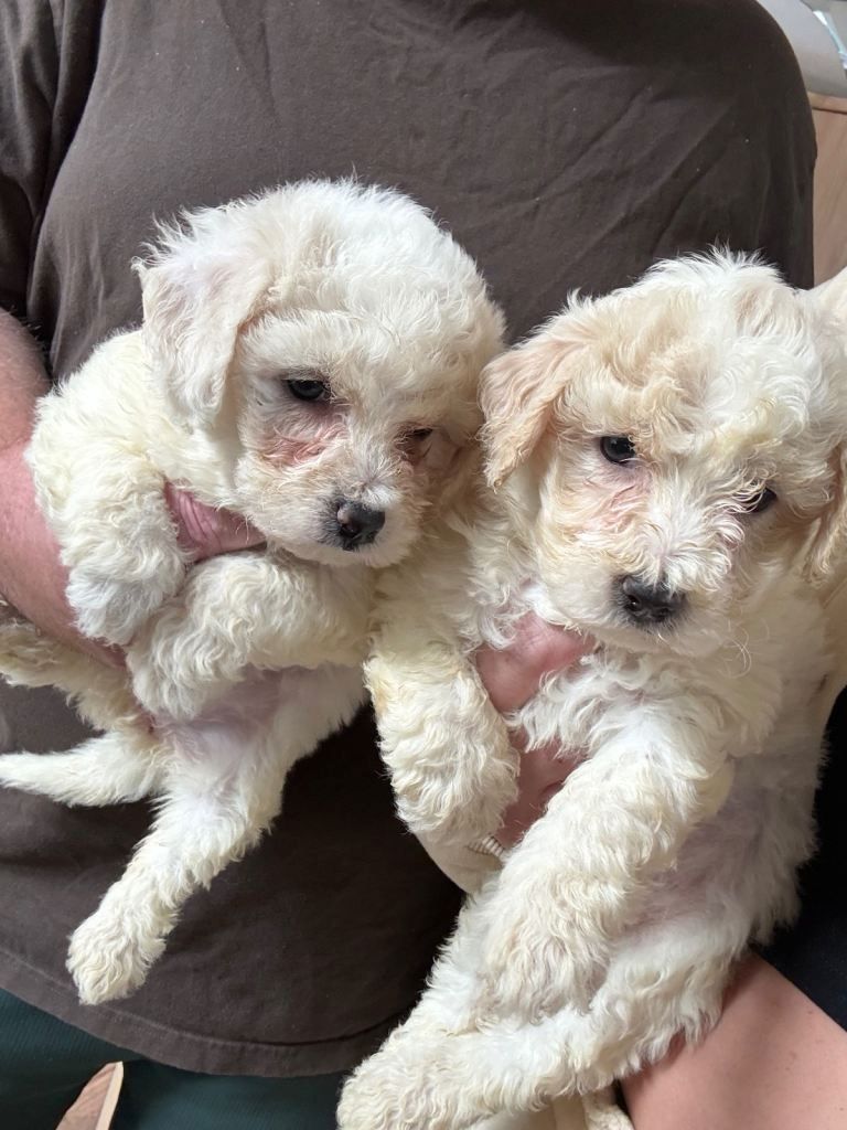 Bezaubernde Bichon Frisé-Welpen