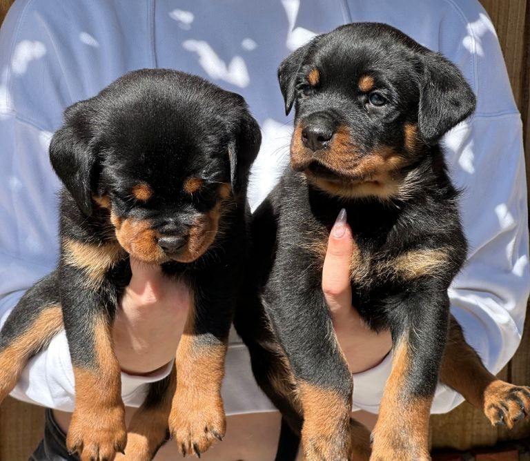 Rottweiler-Welpen abzugeben