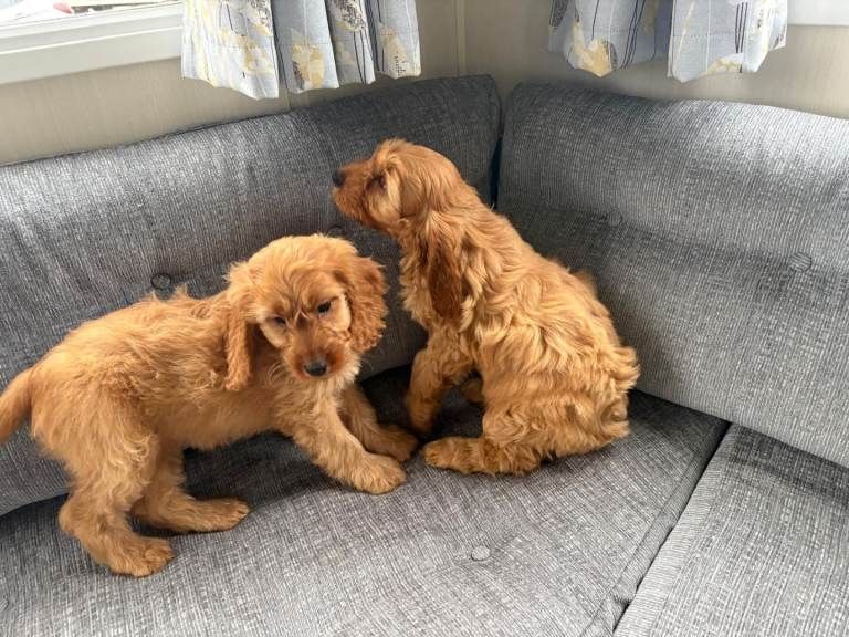 Cavapoo-Welpen