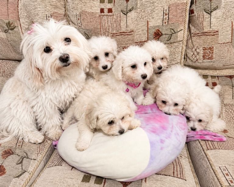 Bichon Frisé-Welpen Müünchen kaufen