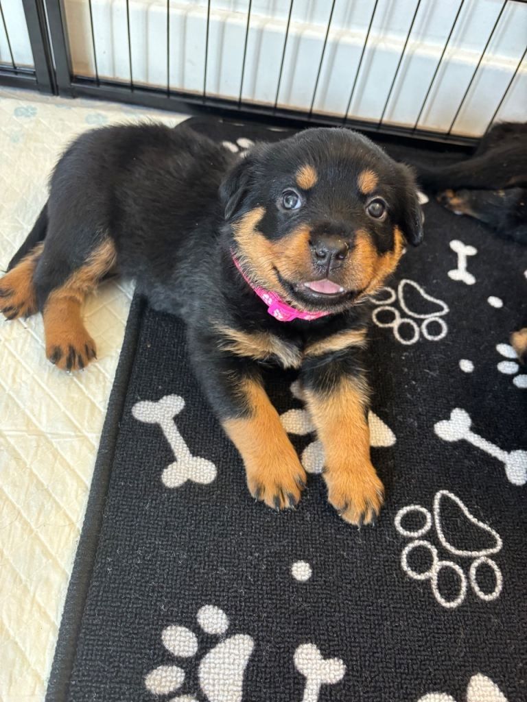 Rottweiler-Welpen in Hamm kaufen