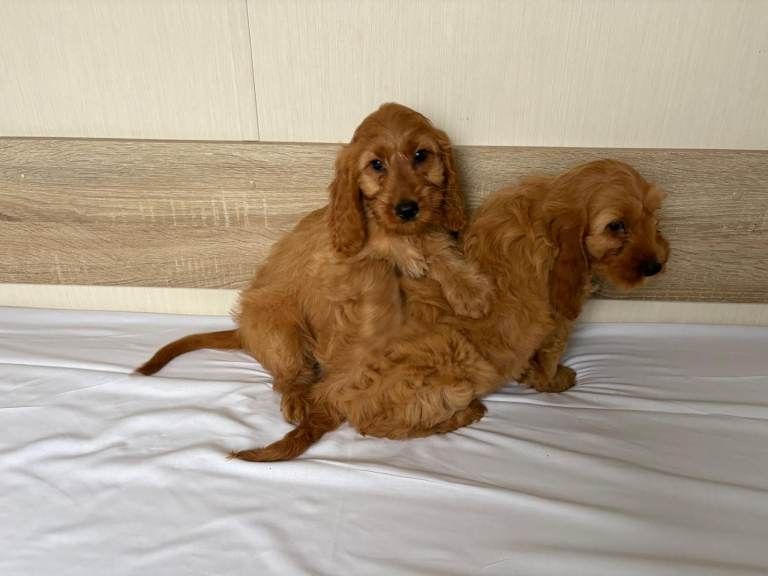 Cavapoo-Welpen