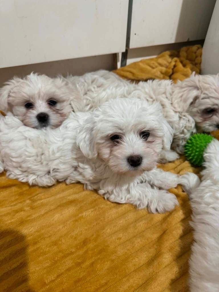 Bezaubernde Bichon Frisé-Welpen