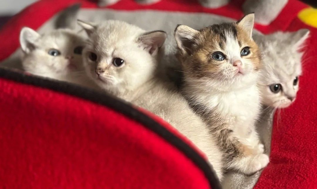 wunderschöne reinrassige Munchkin-Kätzchen