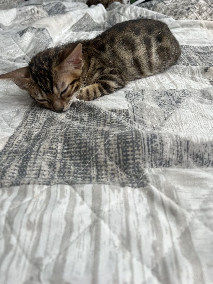 Wunderschönes Katzenmädchen sucht ein liebevolles Zuhause