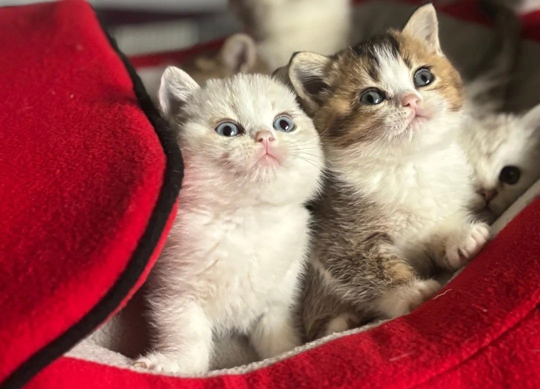 3 wunderschöne Munchkin-Kätzchen