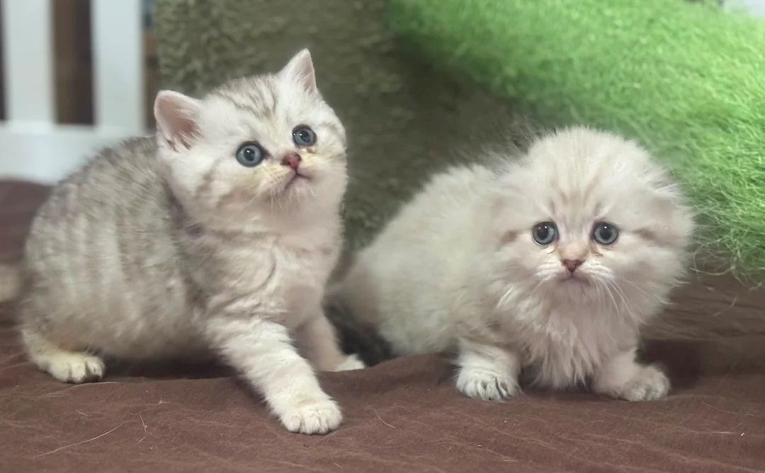 2 Munchkin-Kätzchen