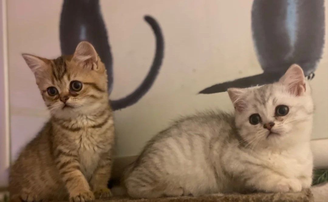 Munchkin-Kätzchen ✨