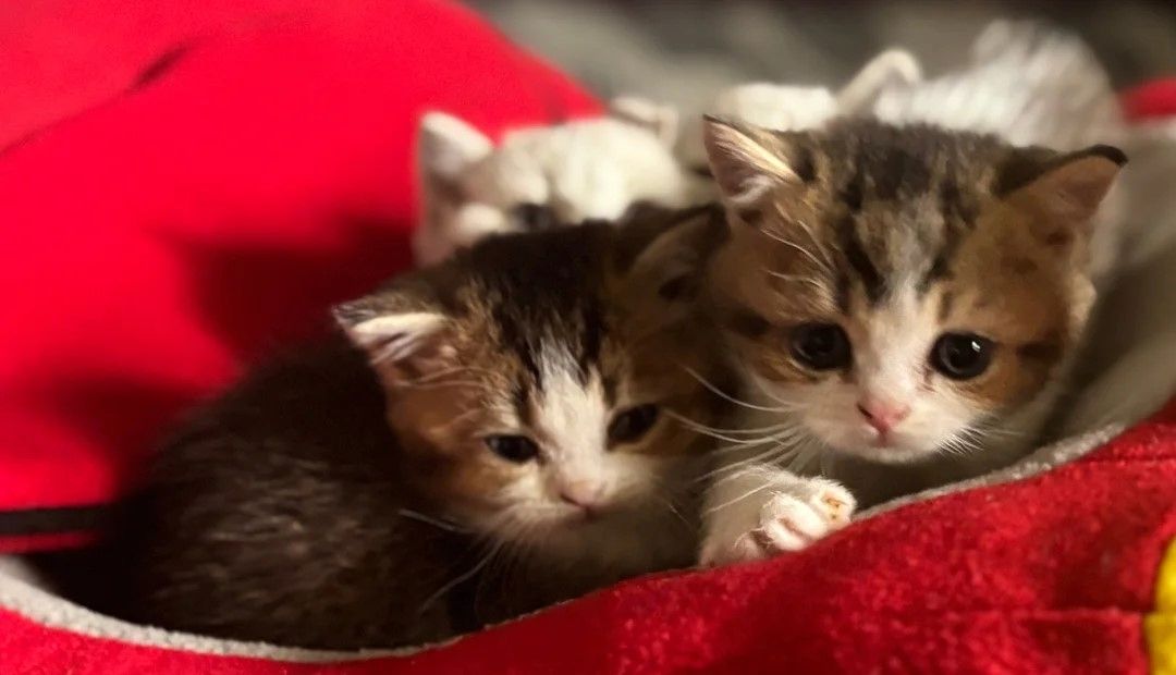 • Reinrassige Munchkins