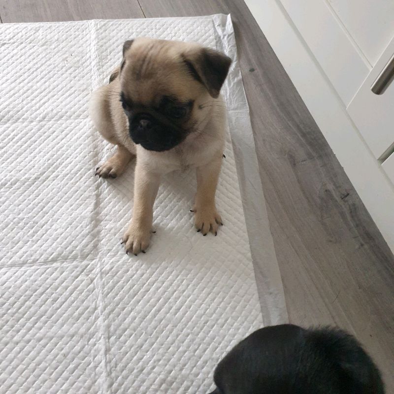 Mops welpen zu verkaufen