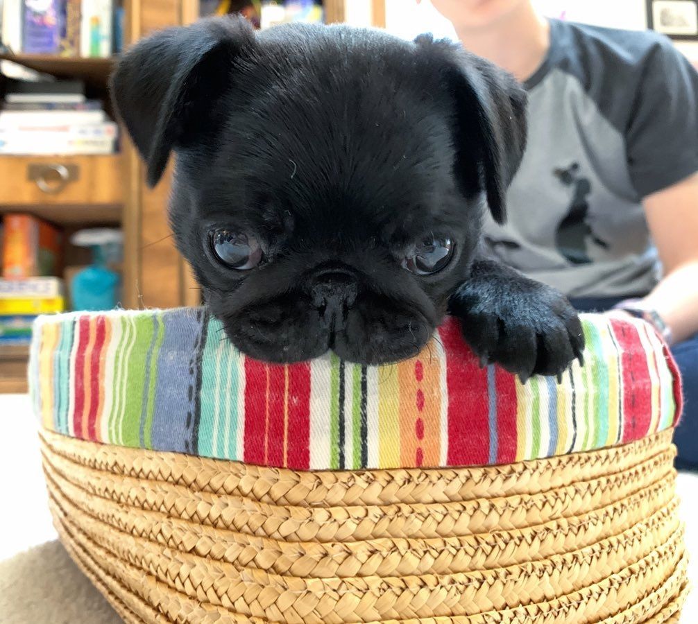 Mops welpen zu verkaufen