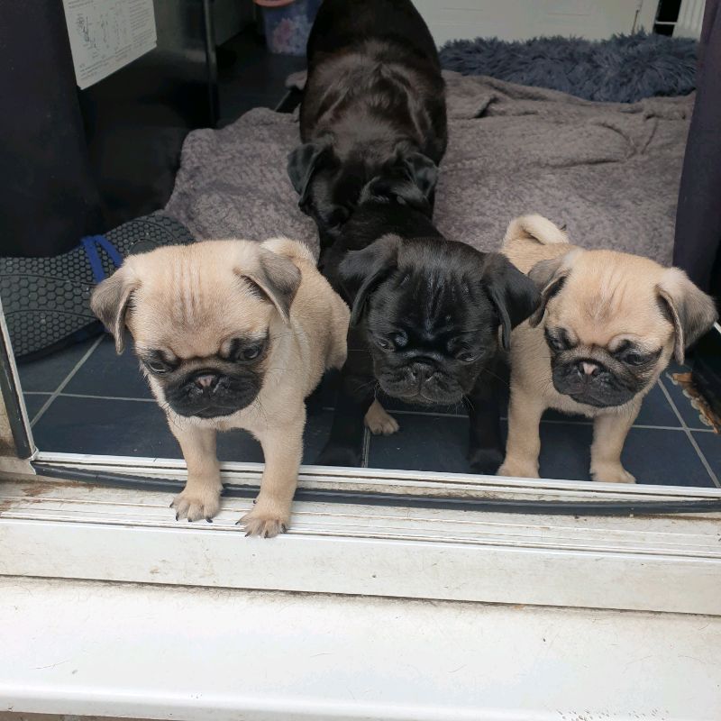 Mops welpen zu verkaufen