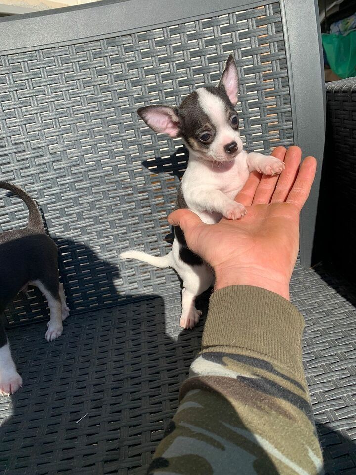 Süße Chihuahua Welpen suchen liebevolles zu Hause
