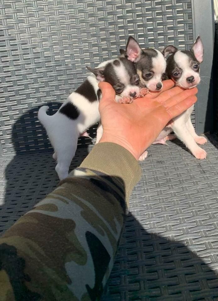 Süße Chihuahua Welpen suchen liebevolles zu Hause