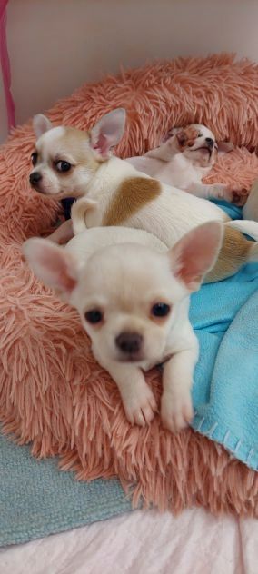 Süße Chihuahua Welpen suchen liebevolles zu Hause