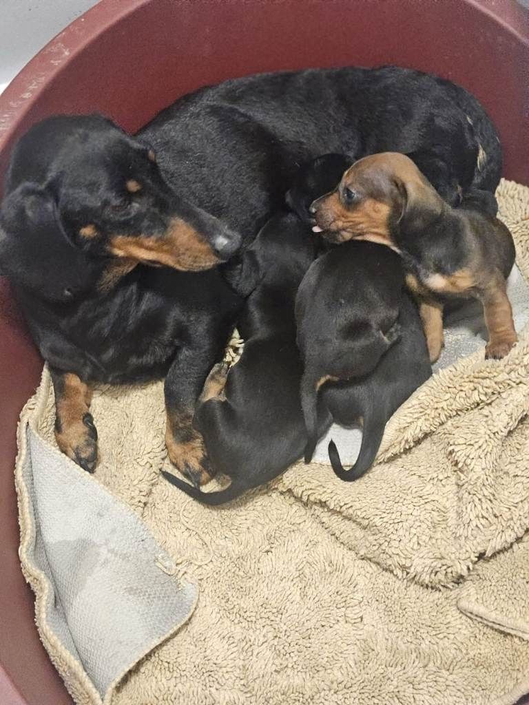 Wunderschöne Dackelwelpen abzugeben