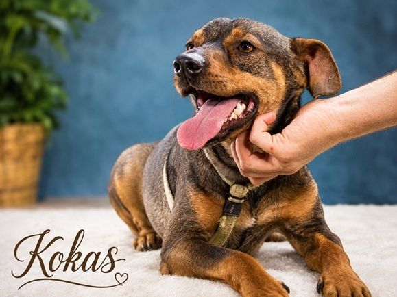 Kokas - freundlicher Bursche