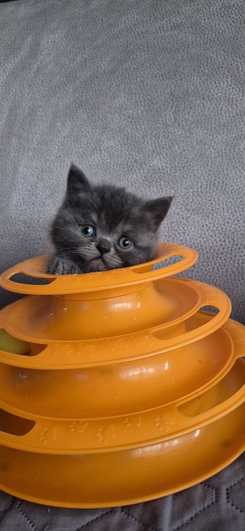 Bkh britisch kurzhaar kitten mix