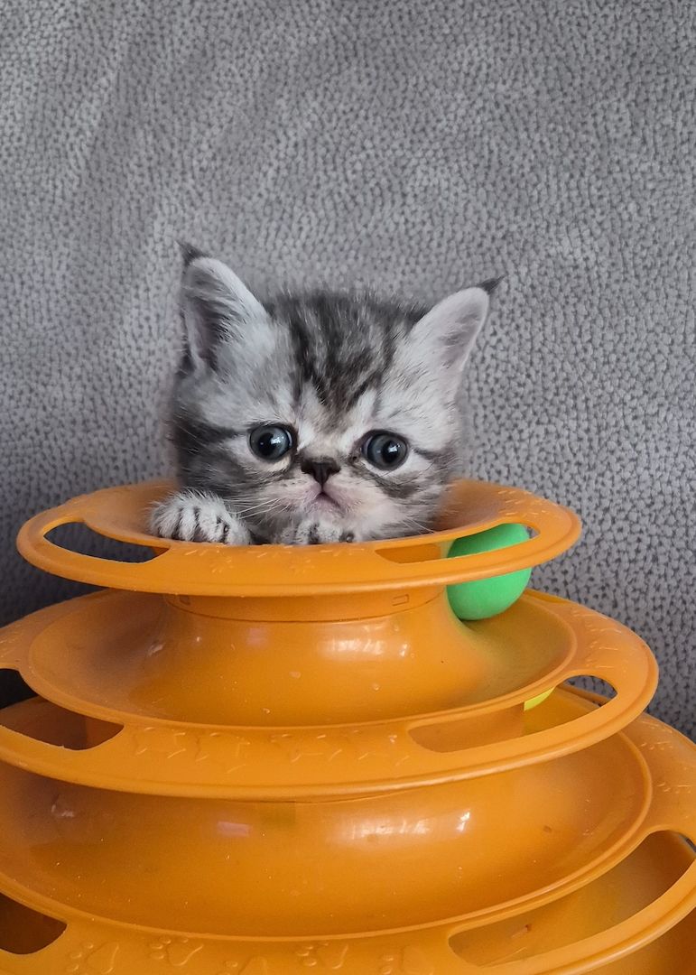 Bkh britisch kurzhaar kitten mix