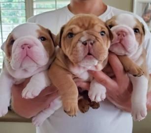 Englische Bulldoggenwelpenabzugeben.