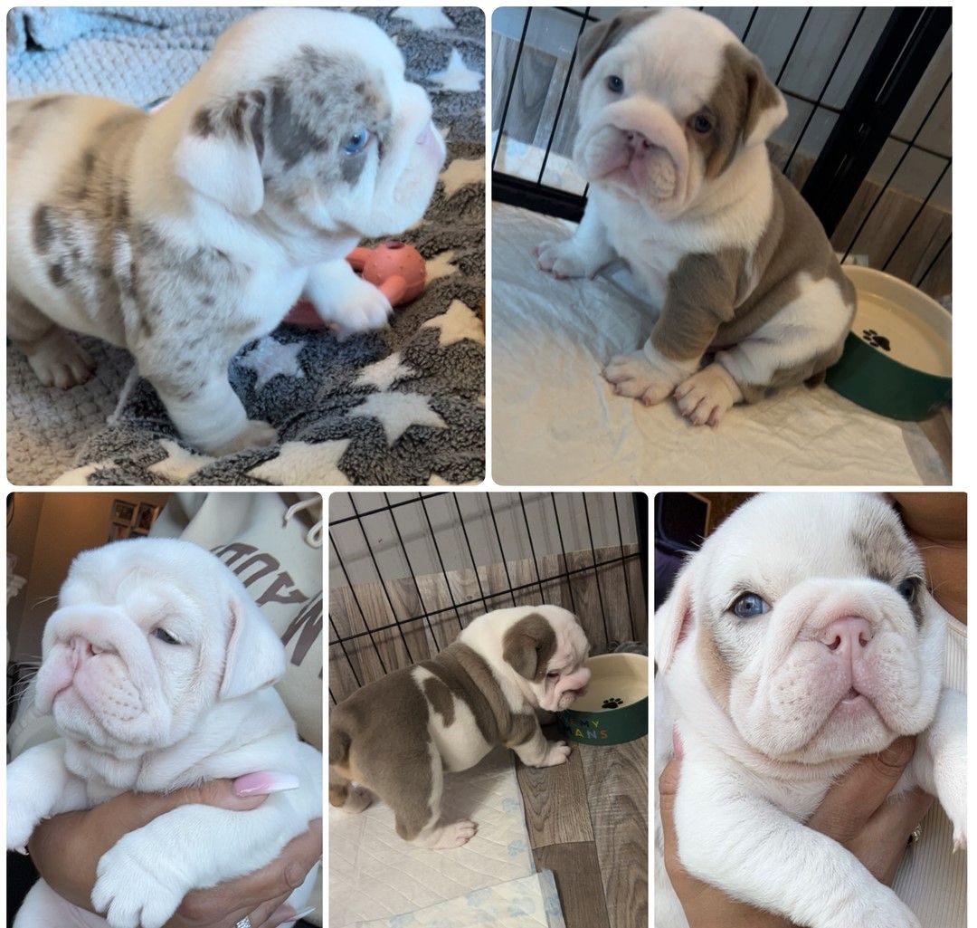 Englische Bulldoggen-Welpen.