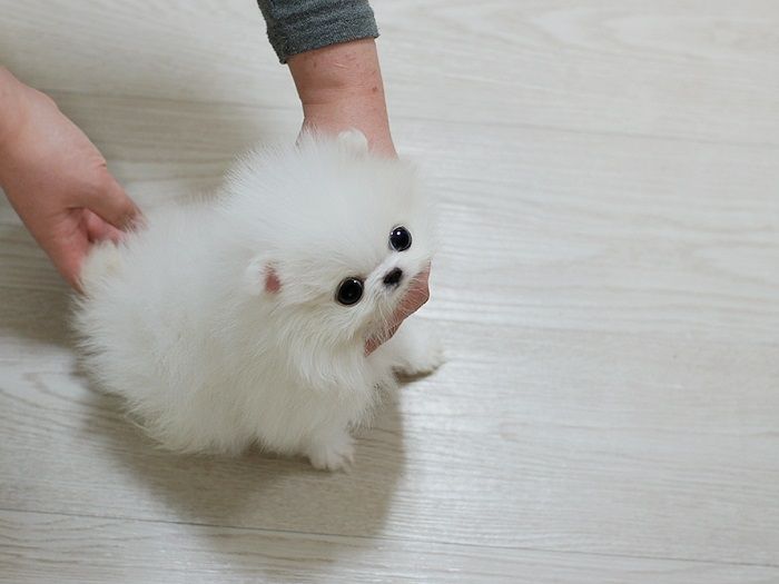 Reinrassige Pomeranian Zwergspitz Welpen