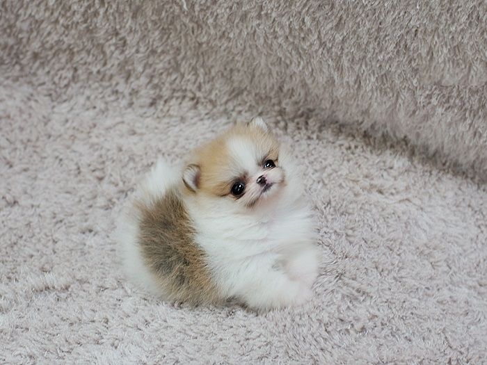 Zwergspitz Pomeranian Welpen ,reinrassig, liebevoll aufgezogen